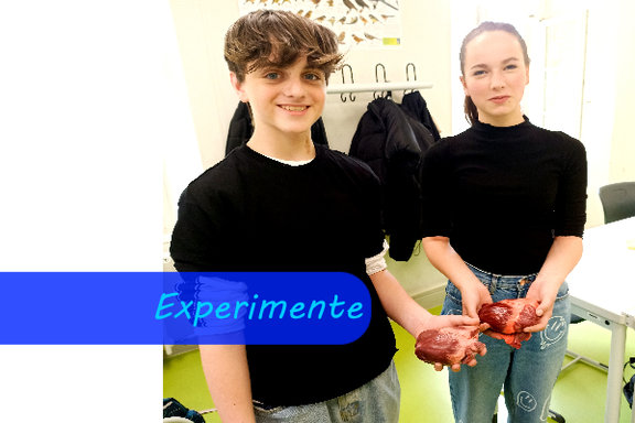 Ein Mädchen und ein Junge halten lächelnd rohe Schweineherzen in der behandschuhten Hand.