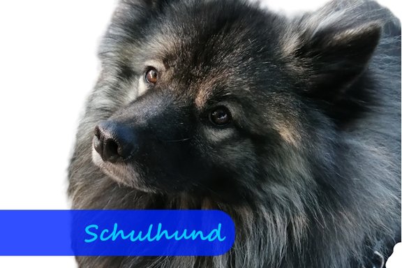 Ein sitzender, grauer Wolfspitzrüde schaut mit treuen Augen schräg nach links oben.