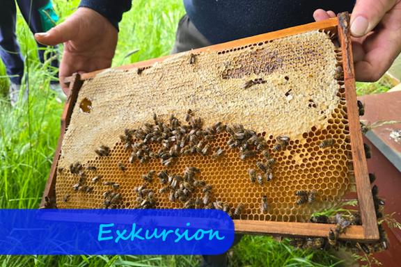 Zwei Männerhände halten einen Rahmen mit Bienenwaben zur Kamera. Darauf krabbeln viele Bienen herum.